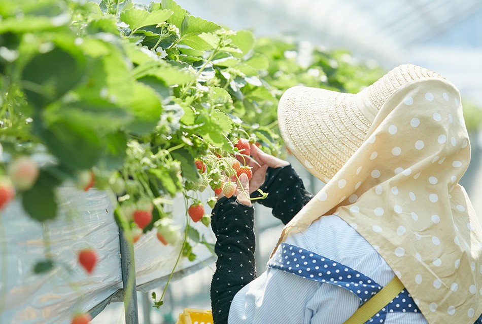 Bí mật ẩn trong những chiếc bánh “ăn một lần là mê” nổi danh khắp nước Nhật - Ảnh 6. Bí mật ẩn trong những chiếc bánh “ăn một lần là mê” nổi danh khắp nước Nhật - Ảnh 6.