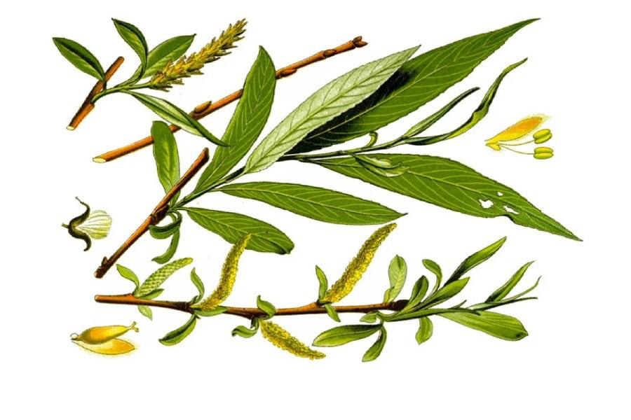 Học cách trị mụn tại nhà từ thiên nhiên hiệu quả còn an toàn - Ảnh 3. Học cách trị mụn tại nhà từ thiên nhiên hiệu quả còn an toàn - Ảnh 3.