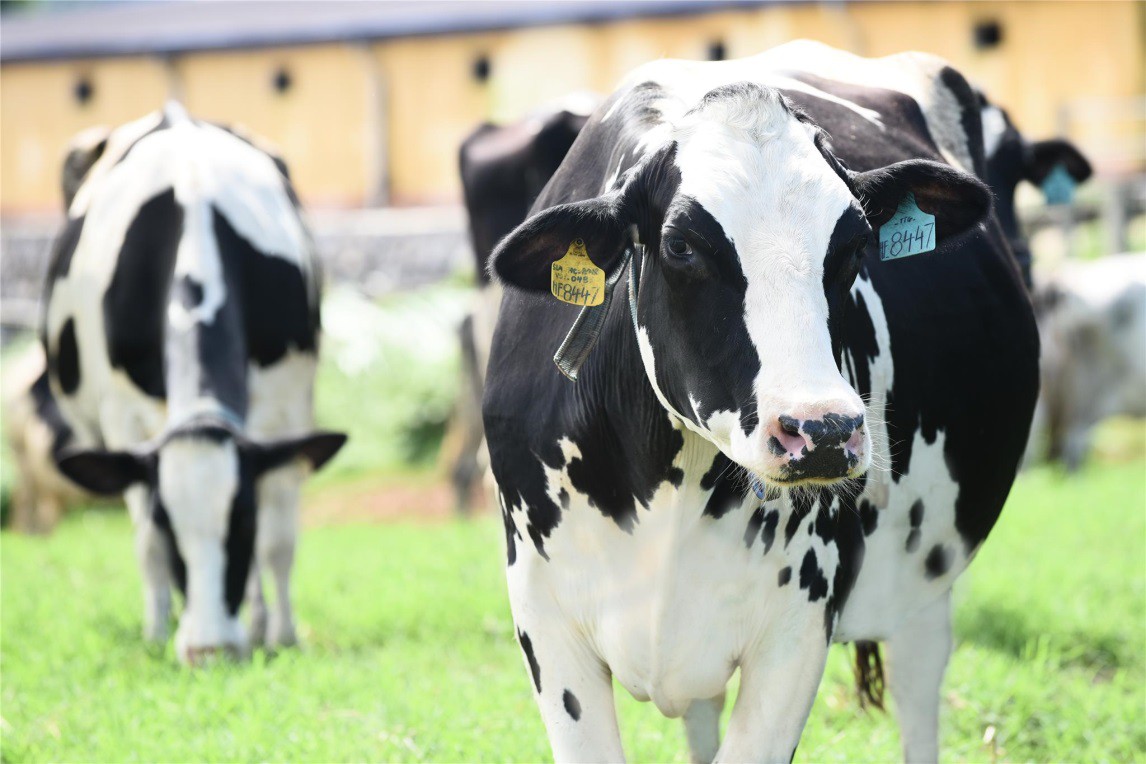 Khám phá từ điển thành công của Mộc Châu Milk - Ảnh 1. Khám phá từ điển thành công của Mộc Châu Milk - Ảnh 1.