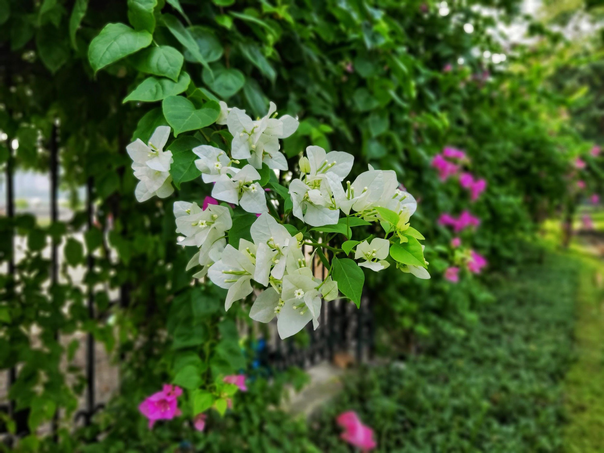 Chụp xóa phông người xưa rồi, giờ phải chụp đồ vật mới hút like - Ảnh 5. Chụp xóa phông người xưa rồi, giờ phải chụp đồ vật mới hút like - Ảnh 5.