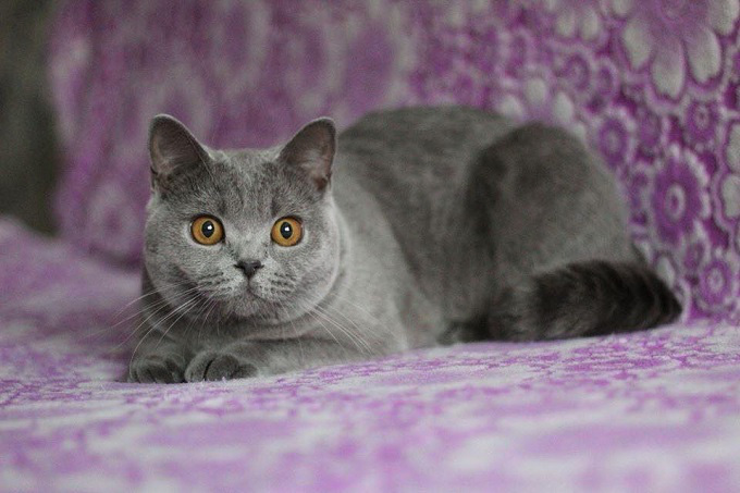 Các loại mèo Anh lông ngắn theo màu phổ biến nhất