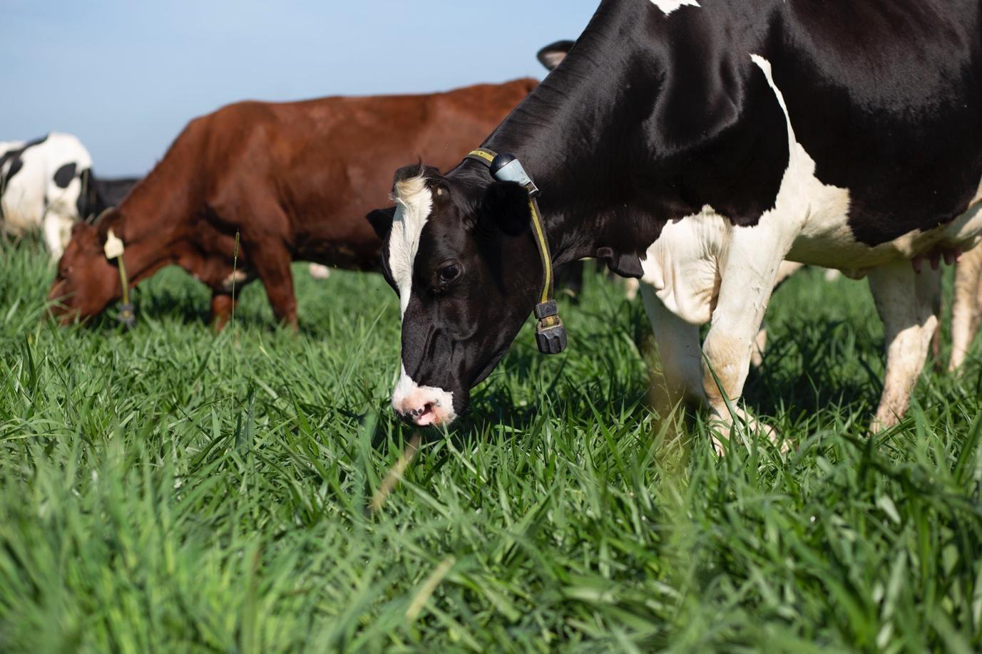 Khám phá trang trại Vinamilk Organic để mẹ yên tâm nạp dưỡng chất cùng con - Ảnh 1. Khám phá trang trại Vinamilk Organic để mẹ yên tâm nạp dưỡng chất cùng con - Ảnh 1.