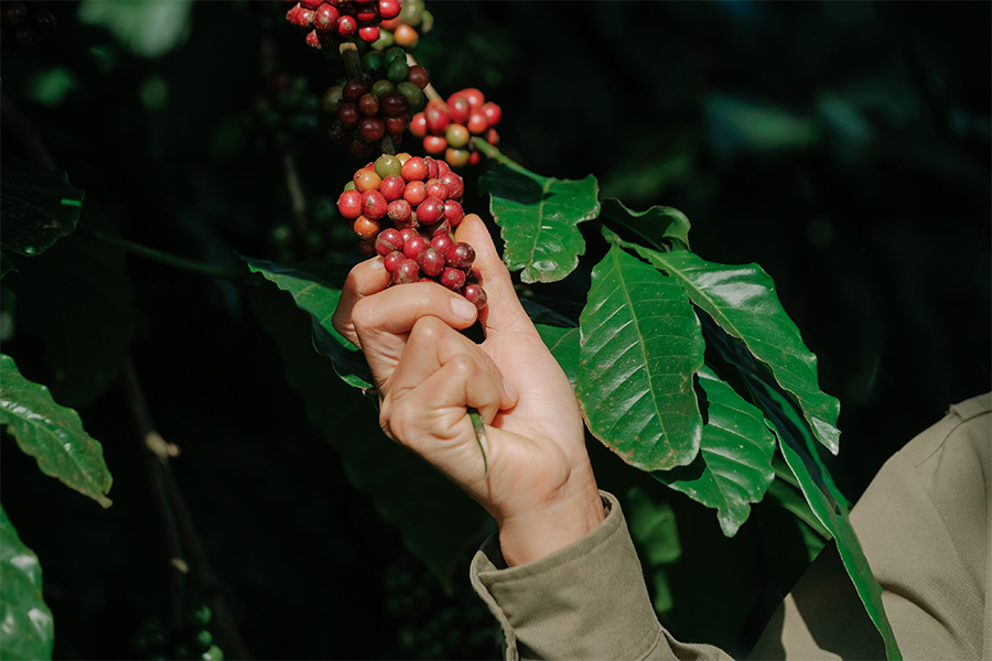 Giữ vị thế cà phê Việt, khó hay dễ? - Ảnh 1. Giữ vị thế cà phê Việt, khó hay dễ? - Ảnh 1.