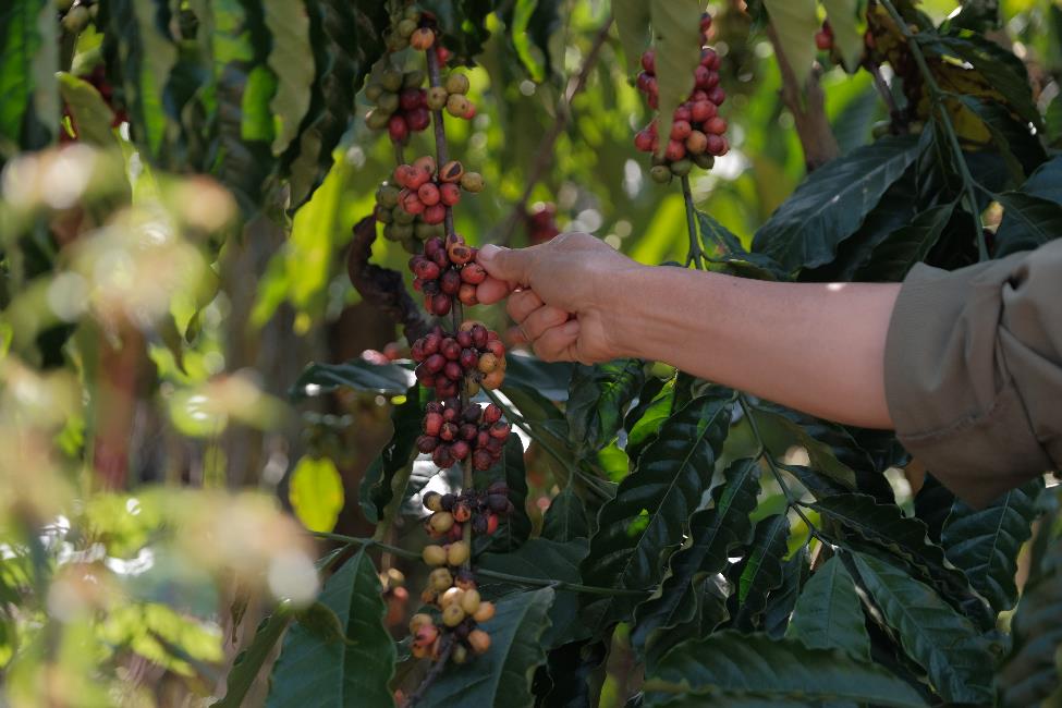 Giữ vị thế cà phê Việt, khó hay dễ? - Ảnh 2. Giữ vị thế cà phê Việt, khó hay dễ? - Ảnh 2.