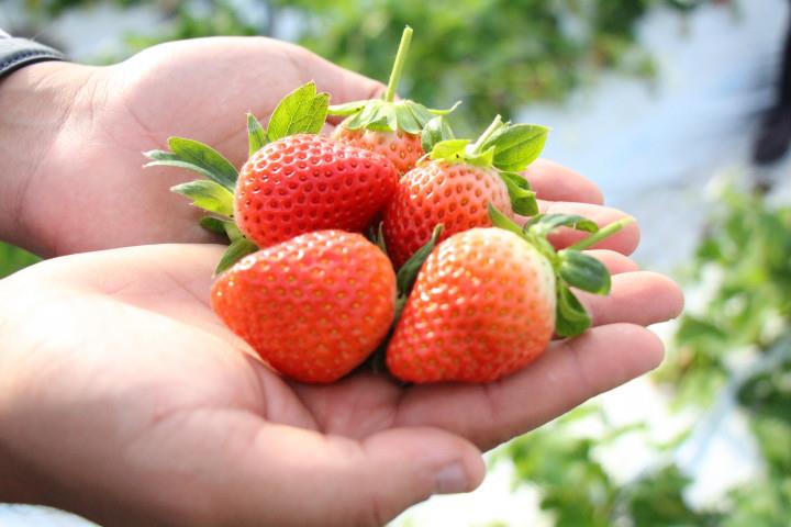 Đằng sau những chiếc bánh ngọt trứ danh là câu chuyện về triết lí kinh doanh đáng ngưỡng mộ của ông chủ tập đoàn Saito Hiroshi - Ảnh 4. Đằng sau những chiếc bánh ngọt trứ danh là câu chuyện về triết lí kinh doanh đáng ngưỡng mộ của ông chủ tập đoàn Saito Hiroshi - Ảnh 4.
