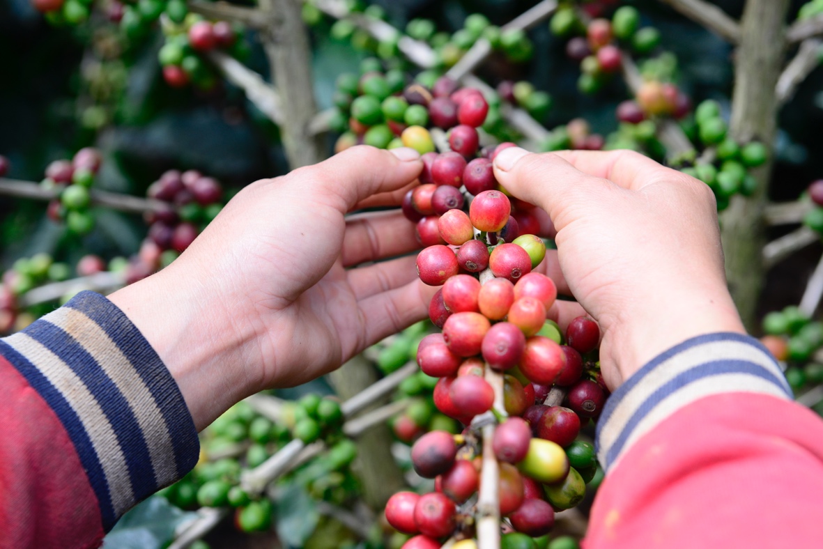 Phúc Sinh Group và câu chuyện tiêu thụ cà phê nội địa - Ảnh 2.