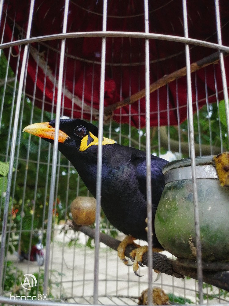 Những bức hình khiến giới mộ điệu phải mê đắm đến từ cụm camera kép thần thánh của Honor 8X - Ảnh 3. Những bức hình khiến giới mộ điệu phải mê đắm đến từ cụm camera kép thần thánh của Honor 8X - Ảnh 3.
