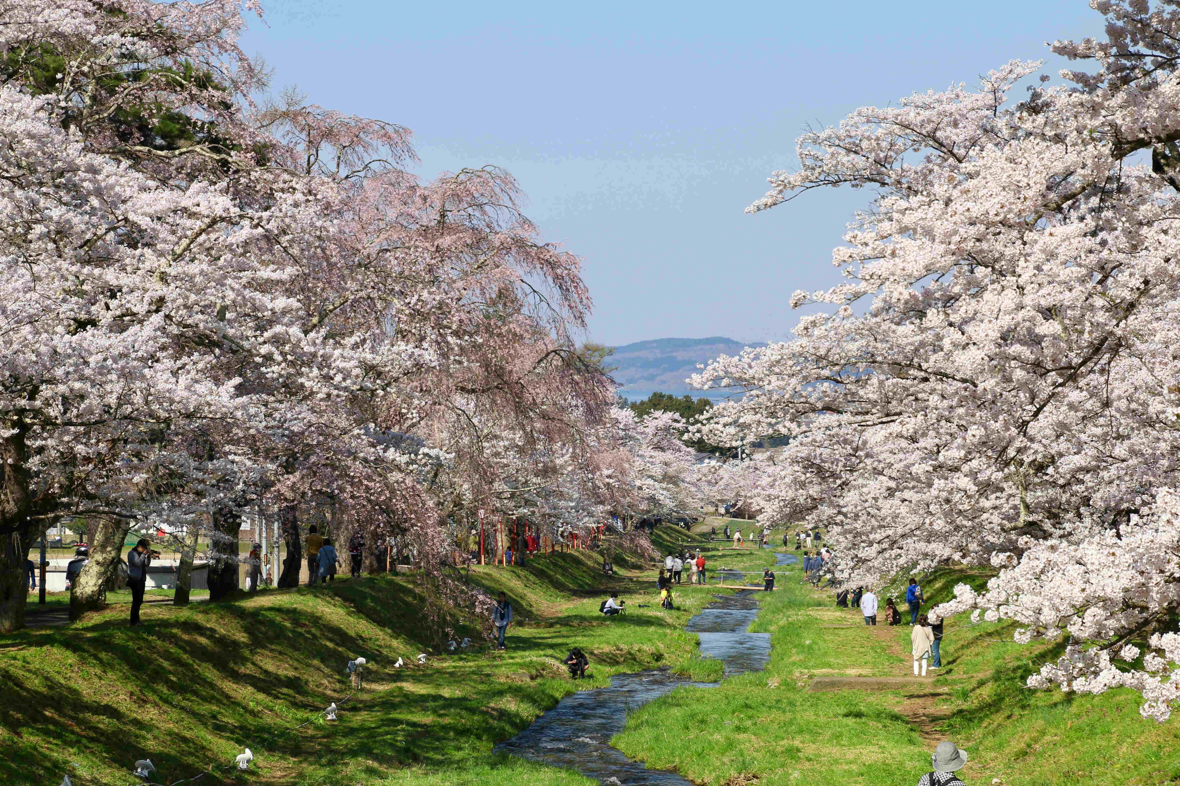 Rủ nhau “lạc” giữa ngàn hoa trên “cung đường kim cương” Nhật Bản - Ảnh 2.