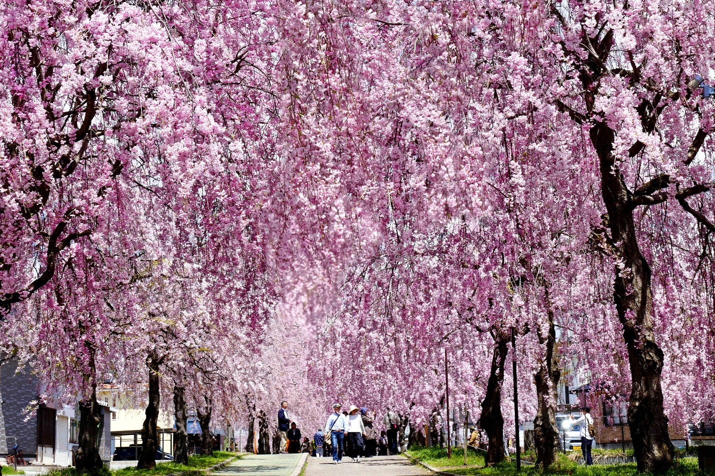 Rủ nhau “lạc” giữa ngàn hoa trên “cung đường kim cương” Nhật Bản - Ảnh 6.