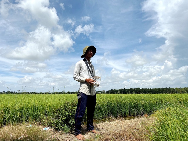 Lối đi nào cho ngành sản xuất lúa gạo Việt Nam? - Ảnh 2.