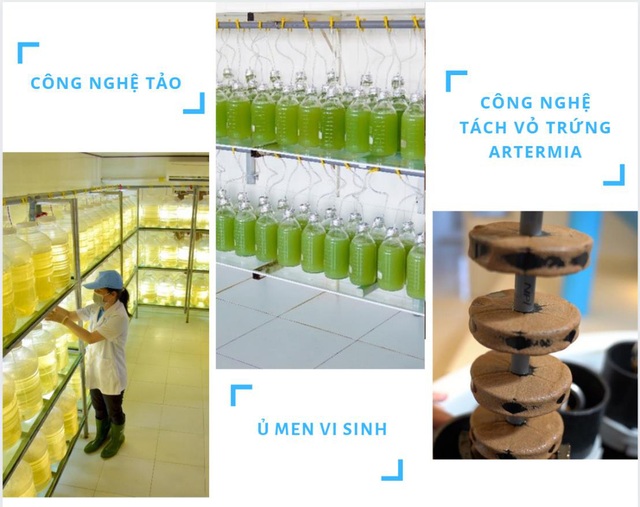 Quy trình sản xuất tôm giống thuần Việt chất lượng cao - Ảnh 2.