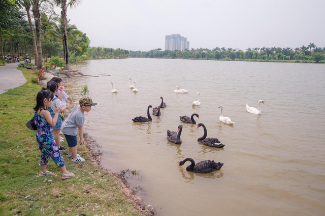 Những đàn thiên nga thân thiện với cư dân trong khu đô thị xanh ở phía Đông Hà Nội - Ảnh 1.