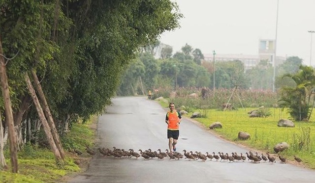 Những đàn thiên nga thân thiện với cư dân trong khu đô thị xanh ở phía Đông Hà Nội - Ảnh 4.