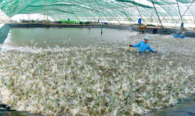 Hiệu quả vượt trội từ quy trình nuôi tôm siêu thâm canh 3 giai đoạn ứng dụng công nghệ cao - Ảnh 4.