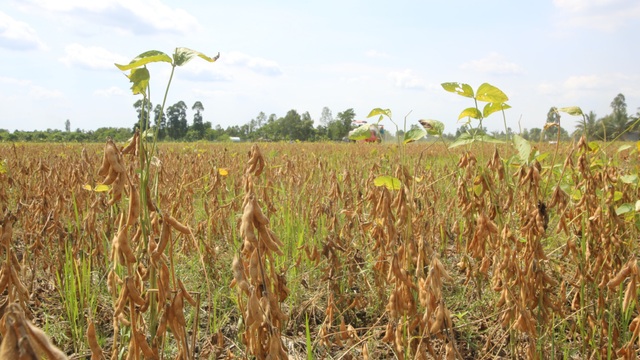 Vinasoy gặt hái thành tựu mới trong chọn tạo giống và phát triển vùng nguyên liệu đậu nành - Ảnh 1.