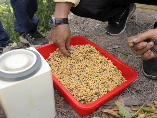 Vinasoy gặt hái thành tựu mới trong chọn tạo giống và phát triển vùng nguyên liệu đậu nành - Ảnh 3.