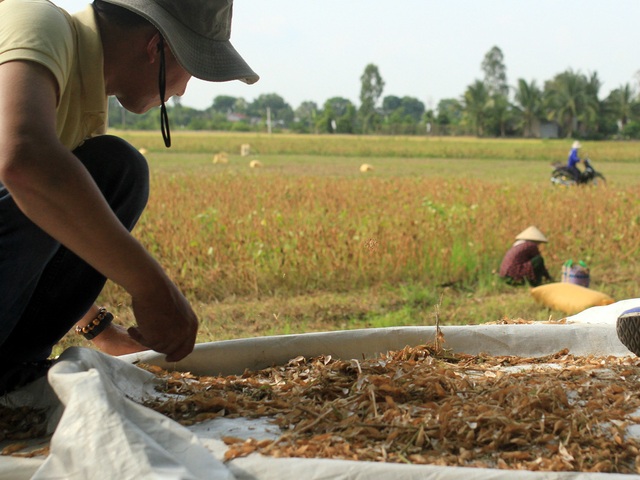 Vinasoy gặt hái thành tựu mới trong chọn tạo giống và phát triển vùng nguyên liệu đậu nành - Ảnh 4.