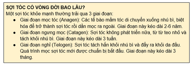 Tế bào mầm tóc - Phát hiện đột phá giúp tóc mọc lên chắc khỏe - Ảnh 2.