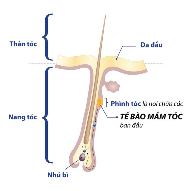 Tế bào mầm tóc - Phát hiện đột phá giúp tóc mọc lên chắc khỏe - Ảnh 1.