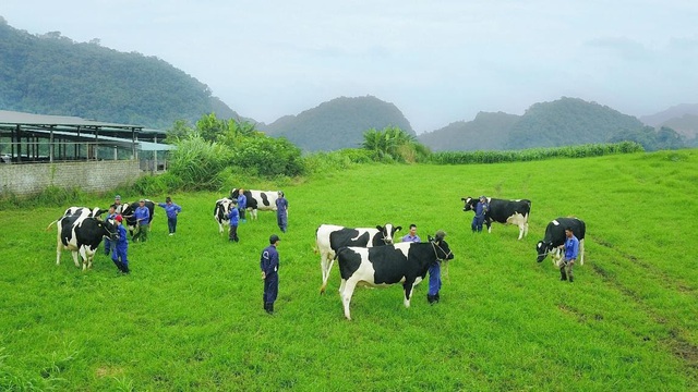 Khám phá bí mật tạo nên thiên đường bò sữa đích thực - Ảnh 1.