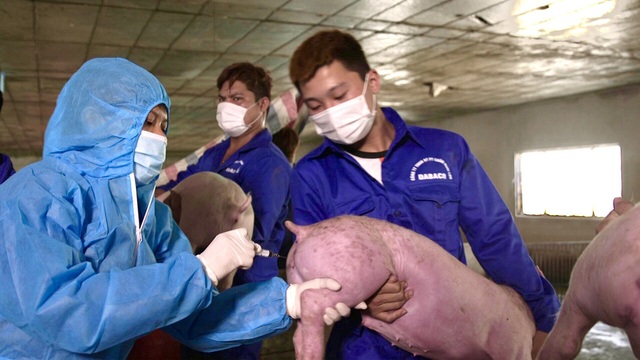 Dabaco quyết tâm cao sớm sản xuất thương mại vaccine tả lợn Châu Phi - Ảnh 1.