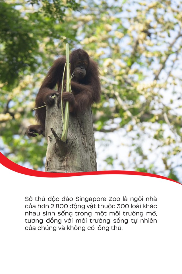 Loạt khoảnh khắc đốn tim của con trai MC Hoàng Oanh khi đi sở thú tại Singapore - Ảnh 2.
