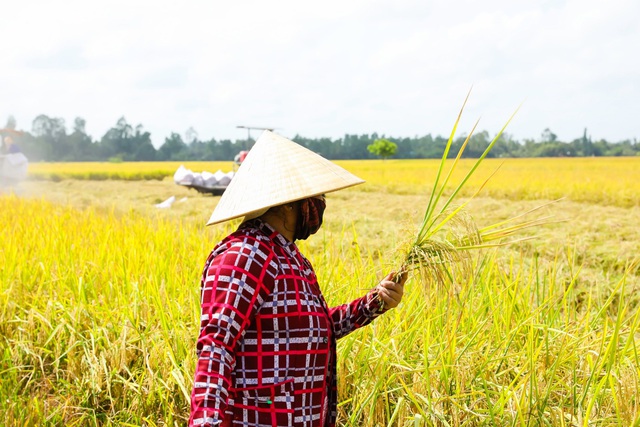 A An đưa gạo sạch, an toàn đến với người tiêu dùng - Ảnh 1.