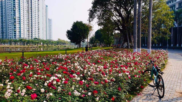 Hơn một triệu bông hồng nở hoa rực rỡ khắp Ecopark - Ảnh 13.