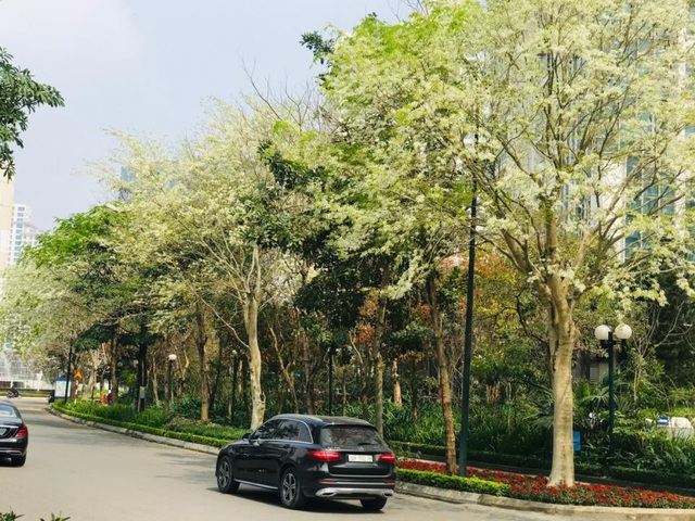 Ấn tượng sắc xuân tại Ciputra Hanoi - Ảnh 2.