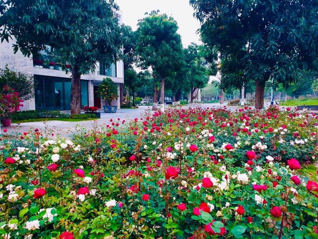 Hơn một triệu bông hồng nở hoa rực rỡ khắp Ecopark - Ảnh 10.