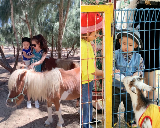 Dân mạng phấn khích với chú hổ Bengal đáng yêu hết nấc tại FLC Zoo Safari Park Quy Nhon - Ảnh 10.