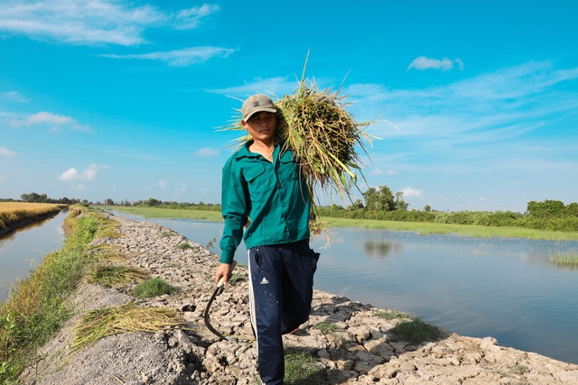 “Cú hích” ST và nỗ lực xây dựng thương hiệu gạo Việt - Ảnh 2.