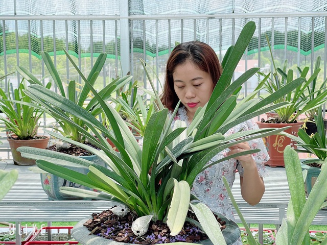 Cô chủ vườn lan 9X Thùy Linh tiết lộ cơ duyên đặc biệt - Ảnh 4.