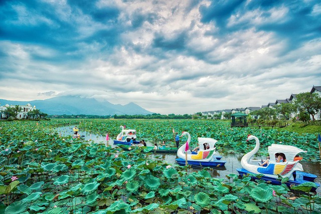 Vườn Vua Resort & Villas khởi tạo festival hoa sen tại đầm sen Bạch Thủy - Ảnh 2.