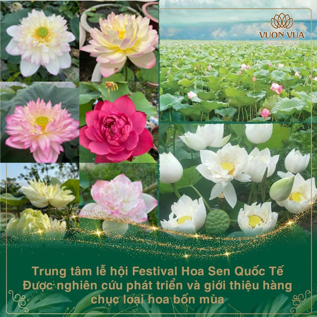 Vườn Vua Resort & Villas khởi tạo festival hoa sen tại đầm sen Bạch Thủy - Ảnh 3.