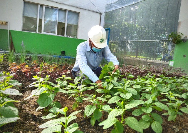 CEO Lee & Man VN: Triển khai mô hình “nông trại xanh” trong khu công nghiệp - Ảnh 2.