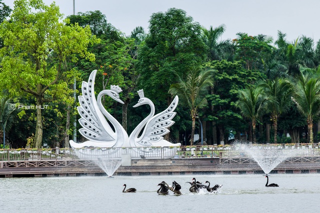 Khu đô thị tại Việt Nam có thiên nga, vịt trời đi lại tự do trên đường - Ảnh 1.