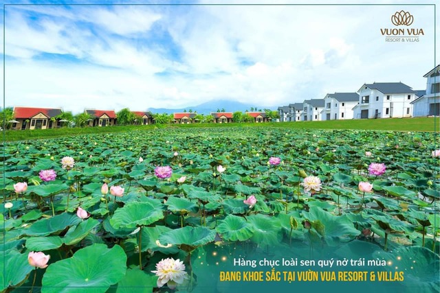 Vườn Vua Resort & Villas: Tiến gần hơn đến mục tiêu hình thành Festival hoa sen Quốc tế - Ảnh 4.