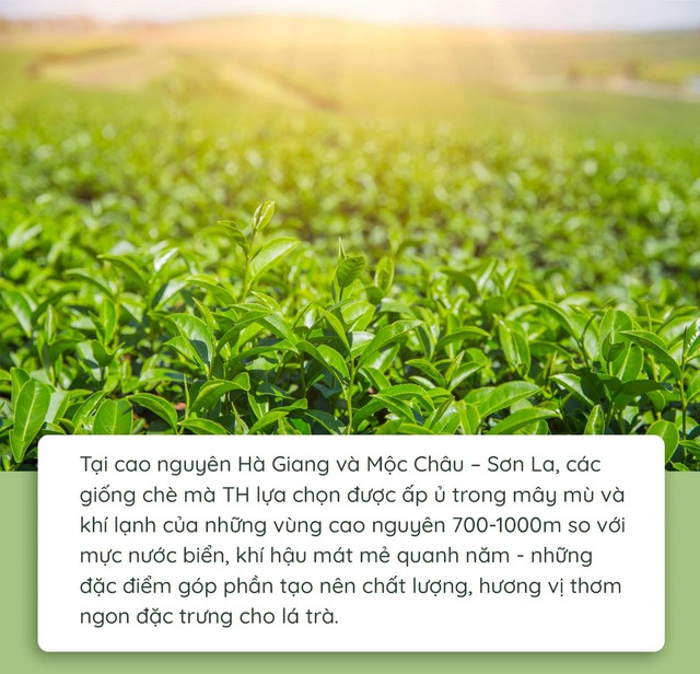 Quy trình làm ra chai trà hoàn toàn tự nhiên chinh phục cộng đồng healthy - Ảnh 2.