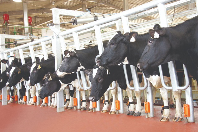 ‘Hậu trường’ quy trình ở cụm trang trại bò sữa lớn nhất thế giới (Kỳ 2) - Ảnh 4.