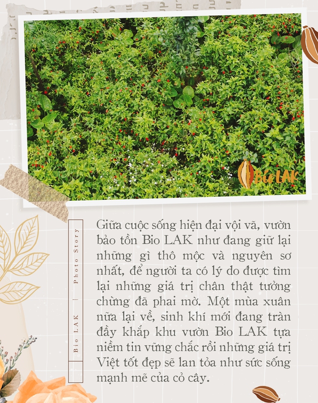 Bio LAK và hành trình bền bỉ bảo tồn những giá trị Việt - Ảnh 7.
