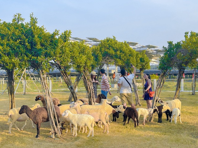 Xuân về trên đỉnh Phù Vân miền Tây - Ảnh 3.