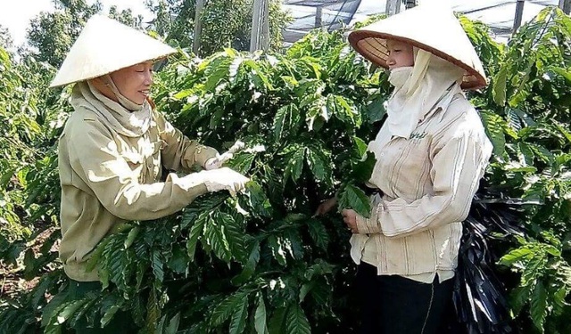 Người nông dân đã biết cách trồng cà phê sạch, chất lượng cà phê hạt cũng đã được nâng cao.