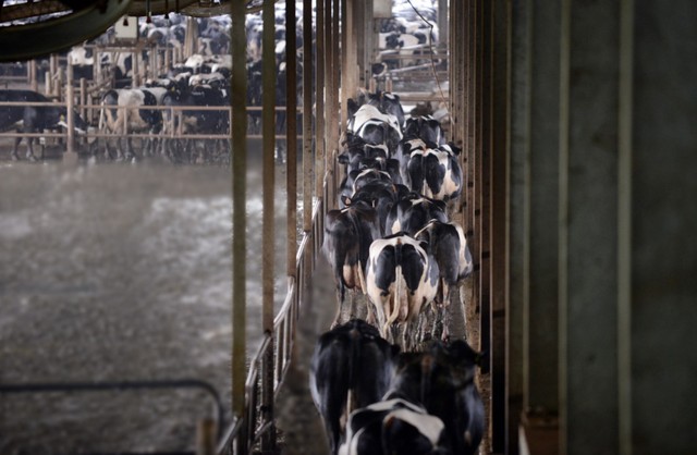 Đàn bò sữa ở Trang trại TH.