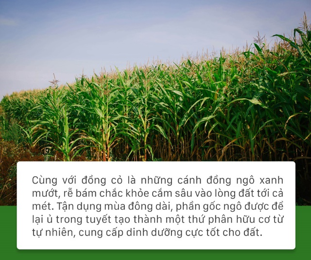 Ngỡ mãi mênh mông cỏ dại, hàng chục ngàn héc ta đồng hoang hồi sinh với hành trình khắc tên TH - Ảnh 6.