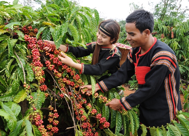 Phát triển cà phê đặc sản Việt Nam là xu thế tất yếu - Ảnh 1.