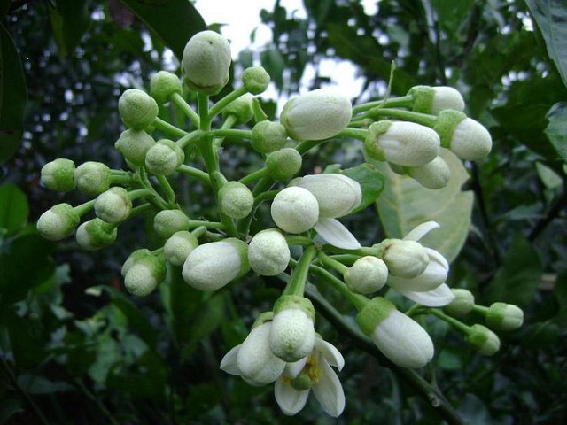Doanh nghiệp tư nhân Long Thuận sản xuất tinh dầu hoa bưởi đặc biệt như thế nào? - Ảnh 1. Doanh nghiệp tư nhân Long Thuận sản xuất tinh dầu hoa bưởi đặc biệt như thế nào? - Ảnh 1.