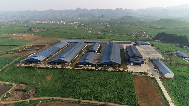 M&ocirc; h&igrave;nh chuẩn kiểu T&acirc;y: Sạch từ đồng cỏ tới ly sữa b&ograve; - Ảnh 1.