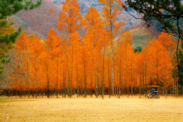 L&atilde;ng mạn trời thu xứ H&agrave;n - Ảnh 3.