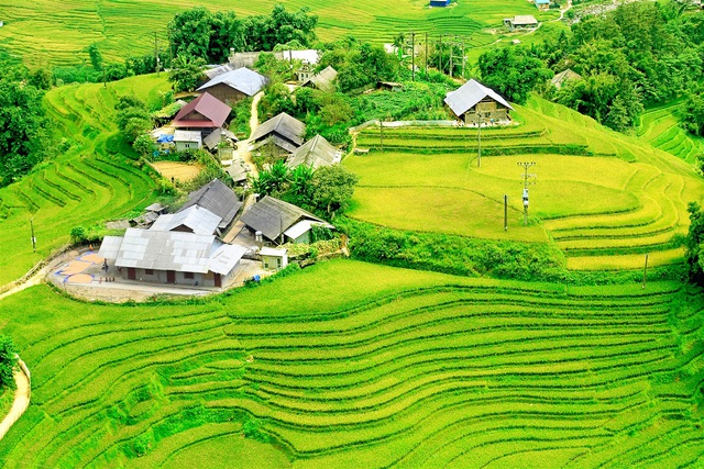 Tới ngay Fansipan đi, lúa đã nhuộm vàng cả thung lũng Mường Hoa rồi! - Ảnh 4.